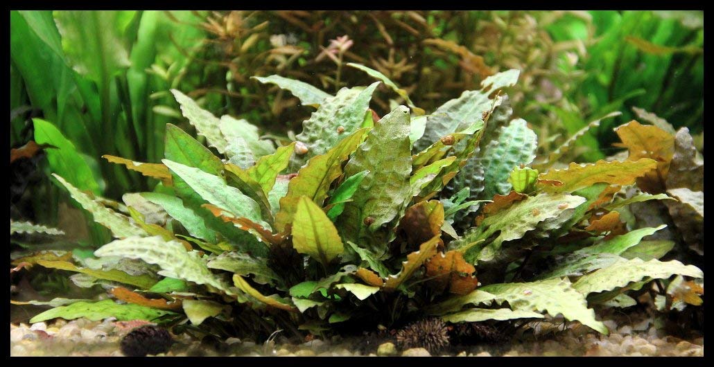 Low tech aquarium plants The Good Algae