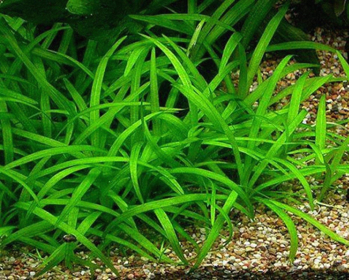 Low tech aquarium plants - Sagittaria